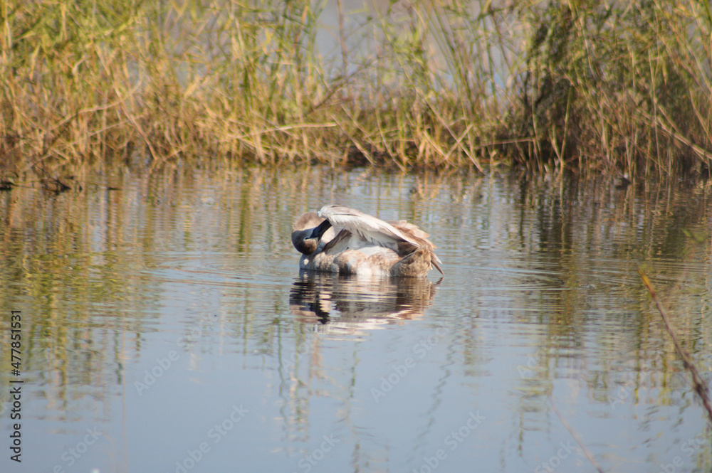 Swan cleaning its feathers closeup view with blurred reed in background