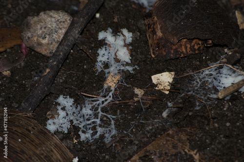 Web-forming gelatinous fungus also known as Slime Mold, Physarum polycephalum white in a dark soil with plant residues.