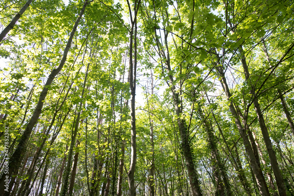 Grüner Mischwald Grüner Mischwald