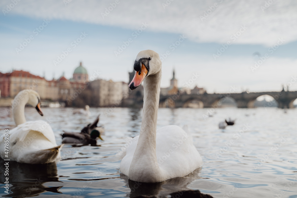 Swans and ducks on a river in Prague Swans and ducks on a river in Prague