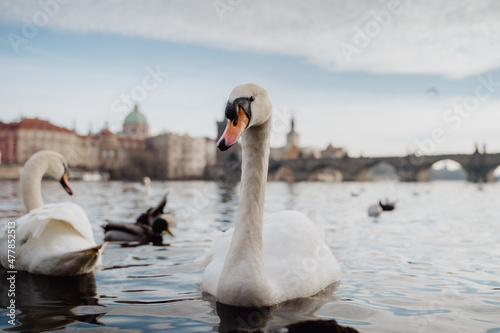 Swans and ducks on a river in Prague
