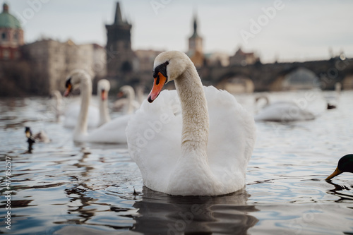 Fototapeta Naklejka Na Ścianę i Meble -  Swans and ducks on a river in Prague