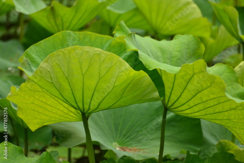 close up of green leaves