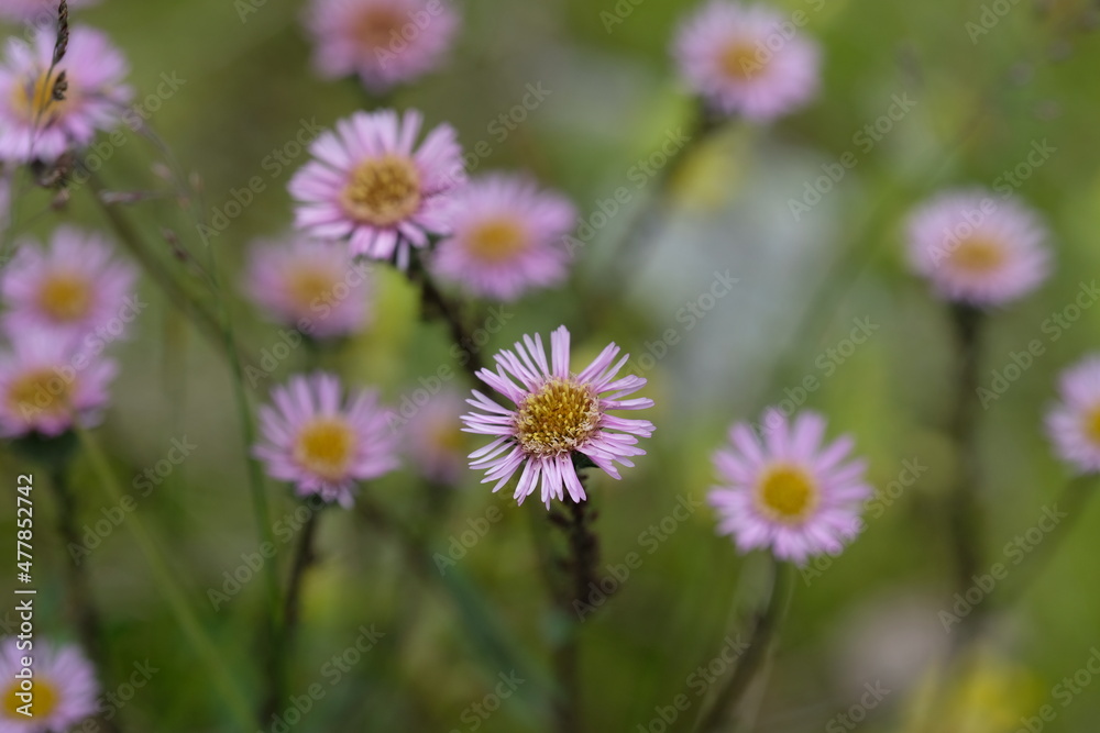 flowers in the field flowers in the field