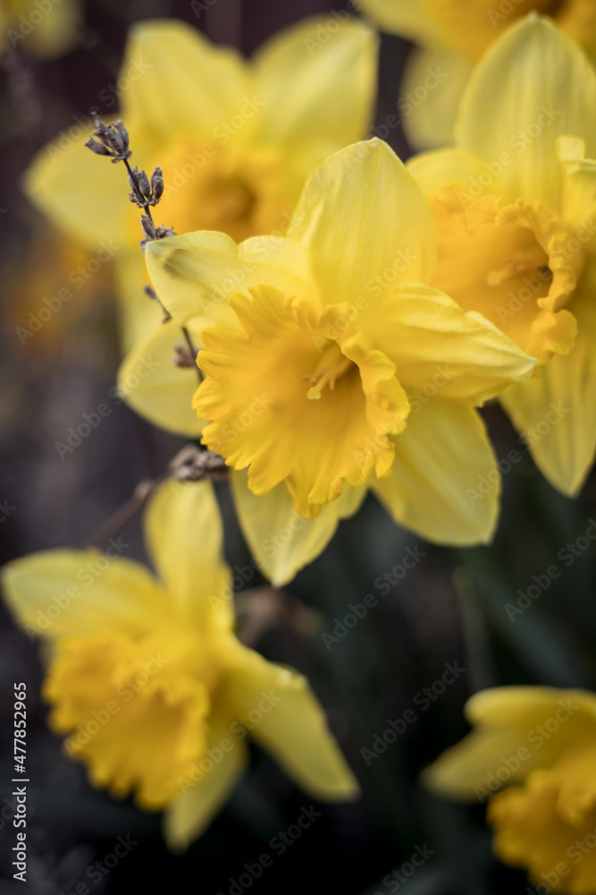 Fototapeta premium Flowering daffodils in spring. Yellow narcissus blossom with soft gentle wood background. 