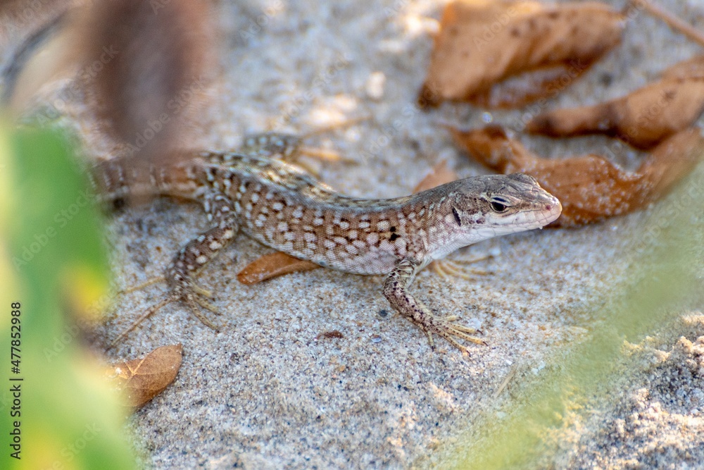 Lizard in the foreground among the shrubs Lizard in the foreground among the shrubs