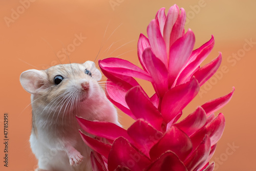 little gerbil on red flower photo
