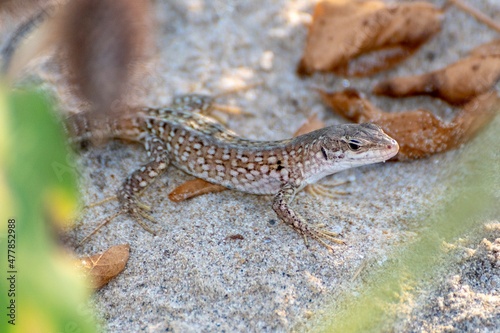 Lizard in the foreground among the shrubs
