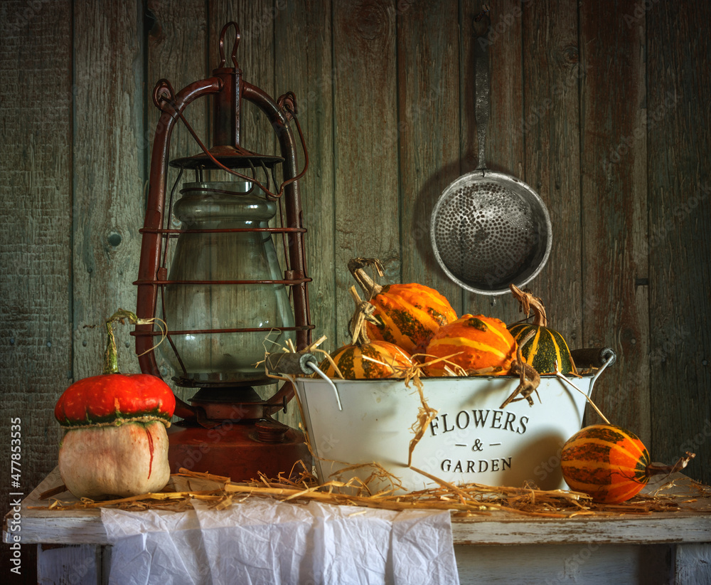 Ripe and tasty pumpkins on the table. Harvested harvest. An old kerosene lamp. Retro still life.