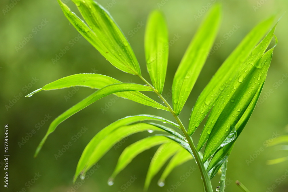 Obraz premium close up of green grass with dew drops