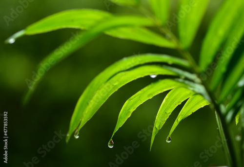 water drops on green leaf