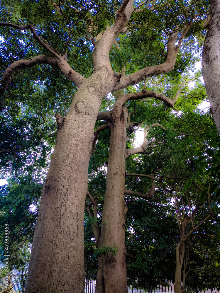 Fototapeta premium 下から見上げた大木の風景