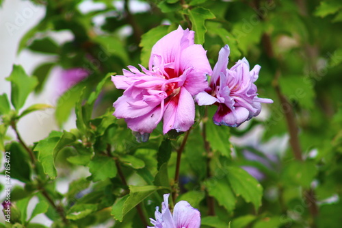 pink flowers in the garden