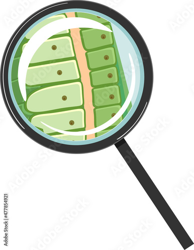 Hydra polyp wall structure under magnifying glass isolated on white background