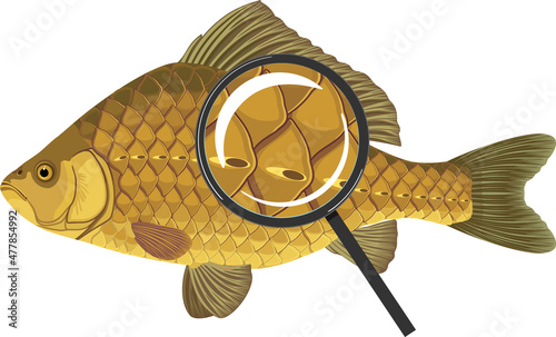 Scales of Crucian carp fish under magnifying glass isolated on white background