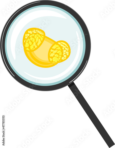 Pine pollen grain with two sac wing under magnifying glass isolated on white background