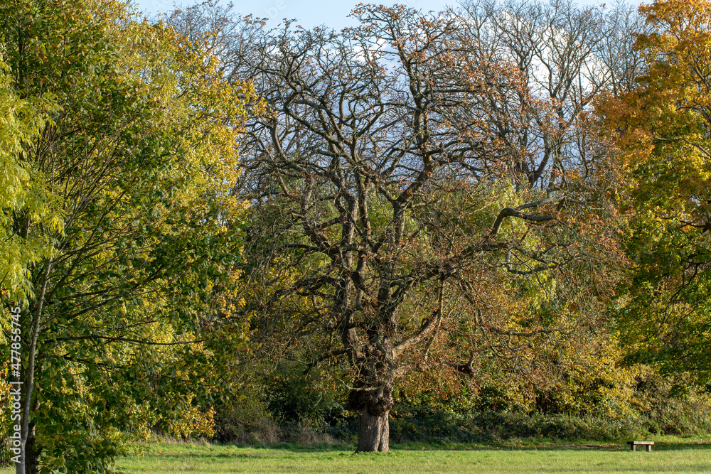 trees in the park