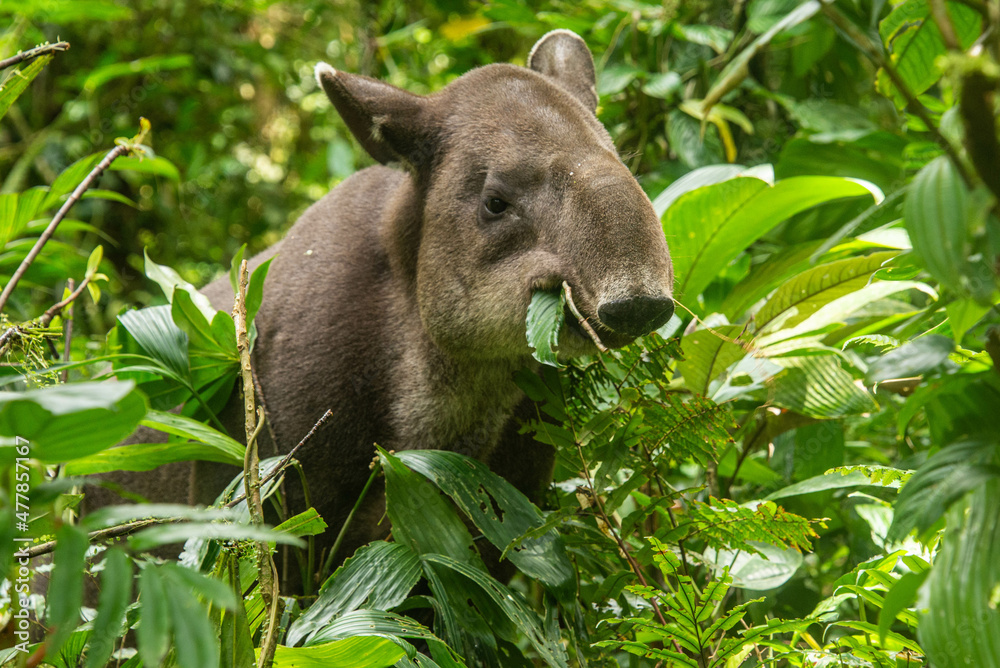 Rare sighting of a Baird's tapir (Tapirus bairdii), Tenorio Volcano National Park, Guanacaste, Costa Rica Rare sighting of a Baird's tapir (Tapirus bairdii), Tenorio Volcano National Park, Guanacaste, Costa Rica