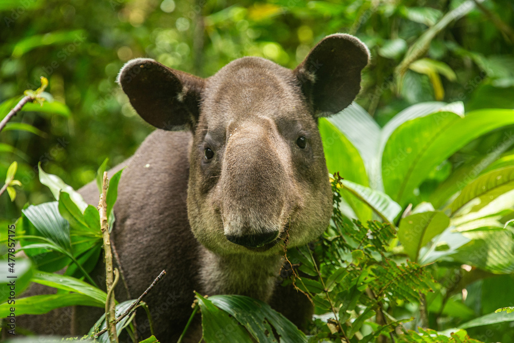 Fototapeta premium Rare sighting of a Baird's tapir (Tapirus bairdii), Tenorio Volcano National Park, Guanacaste, Costa Rica