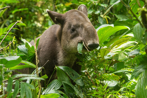 Rare sighting of a Baird's tapir (Tapirus bairdii), Tenorio Volcano National Park, Guanacaste, Costa Rica