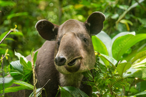 Rare sighting of a Baird's tapir (Tapirus bairdii), Tenorio Volcano National Park, Guanacaste, Costa Rica photo