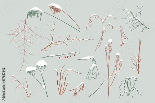 Set of modern abstract botanical line drawings and plant silhouettes. Winter twigs covered with snow. photo