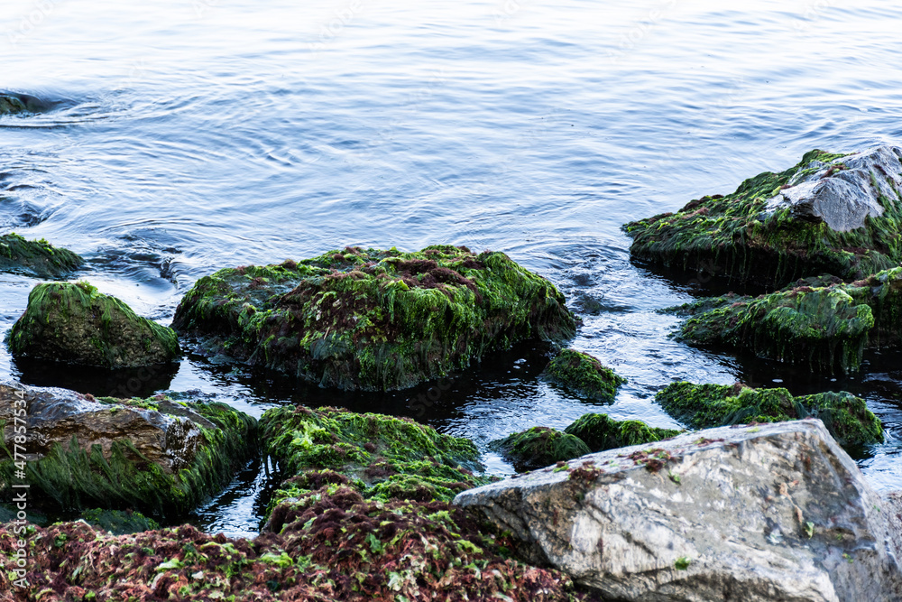 Stones covered with algae at Black Sea.