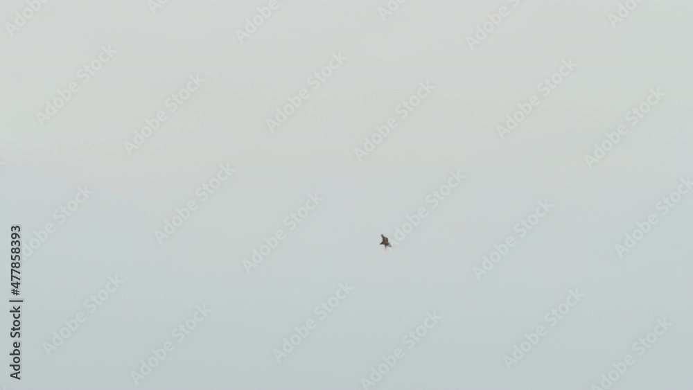 Osprey, pandion haliaetus, flying and hanging in the air Osprey, pandion haliaetus, flying and hanging in the air