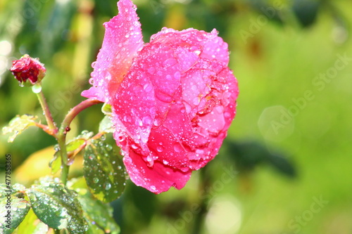 pink rose in garden