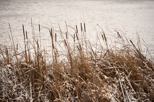 tatarak,Acorus calamus photo