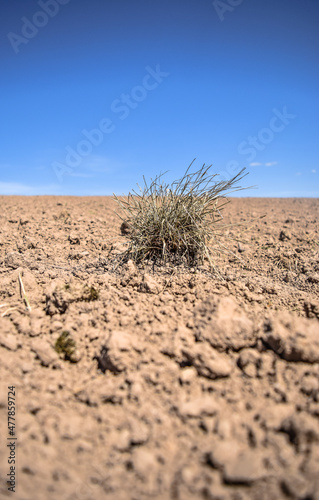 Dead plant on the empty dirt field