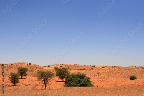 Kgalagadi Landscape