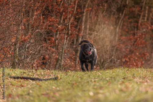 Portrait of an elderly labrador mix breed dog running happily across an autumnal meadow