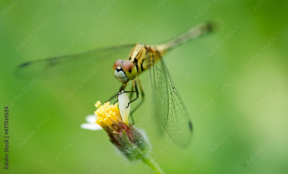 Dragonfly Dragonfly