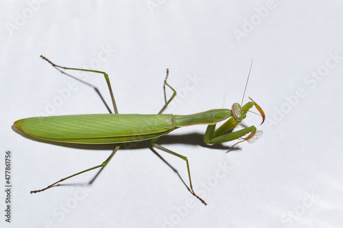 Ordinary mantis (lat. Mantis religiosa) is waiting for prey to appear close for a throw.
