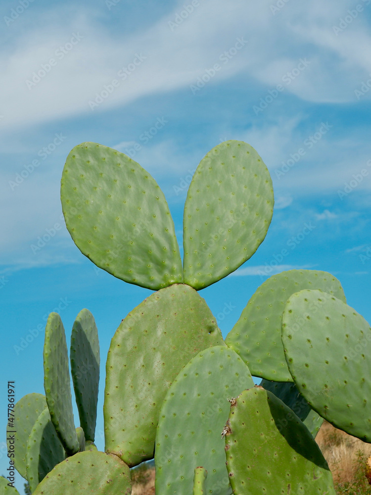Wild cactus growing outside in the desert. Vertical photo