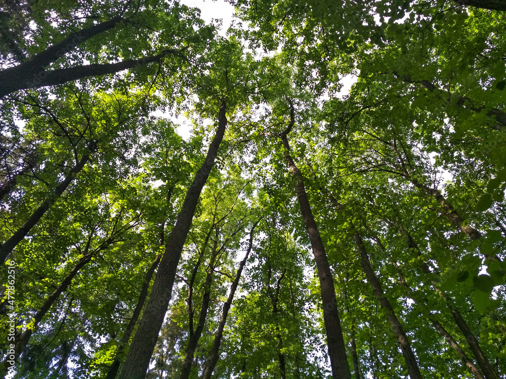 Fototapeta premium green leaves in the forest