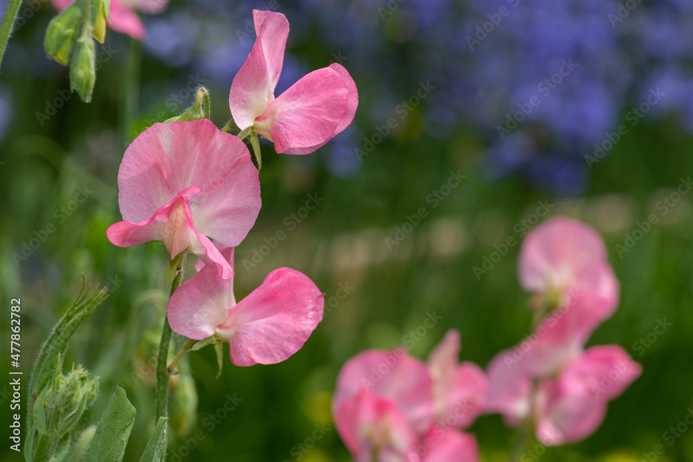 Sweet pea (lathyrus odoratus) flowers in bloom Sweet pea (lathyrus odoratus) flowers in bloom