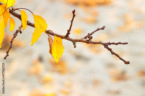 Plant leaves in autumn season in nature environment. Fall season.