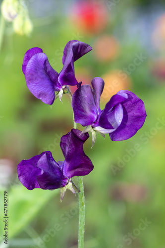 Sweet pea (lathyrus odoratus) flowers in bloom