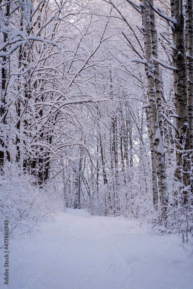 Fototapeta premium A path covered with snow in a winter forest