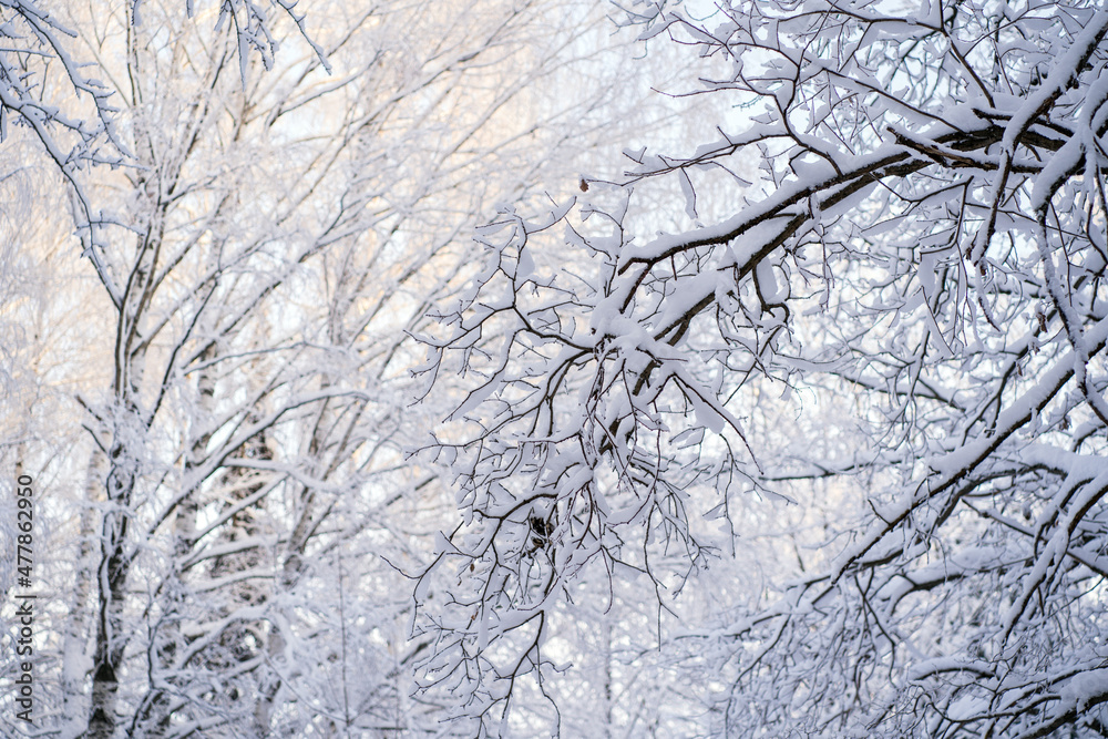 Trees covered with snow in winter forest Trees covered with snow in winter forest