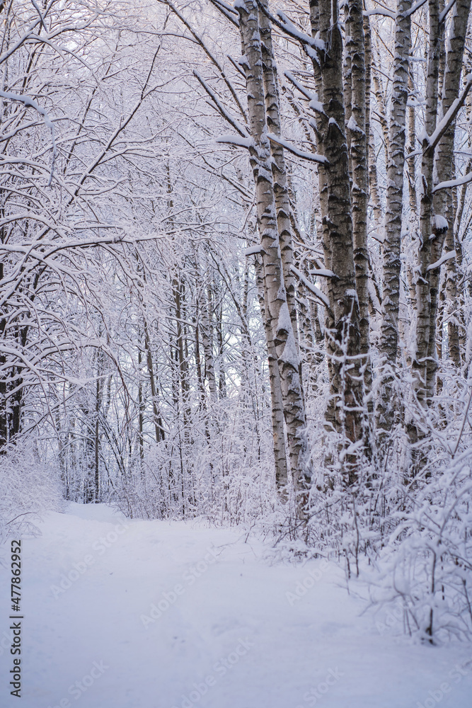 Naklejka premium A path covered with snow in a winter forest