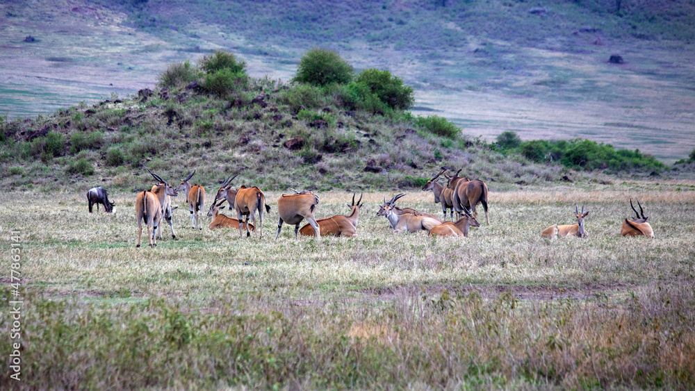 wild tanzanian animals in ngorongoro africa wild tanzanian animals in ngorongoro africa