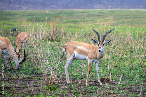 wild tanzanian animals in ngorongoro africa