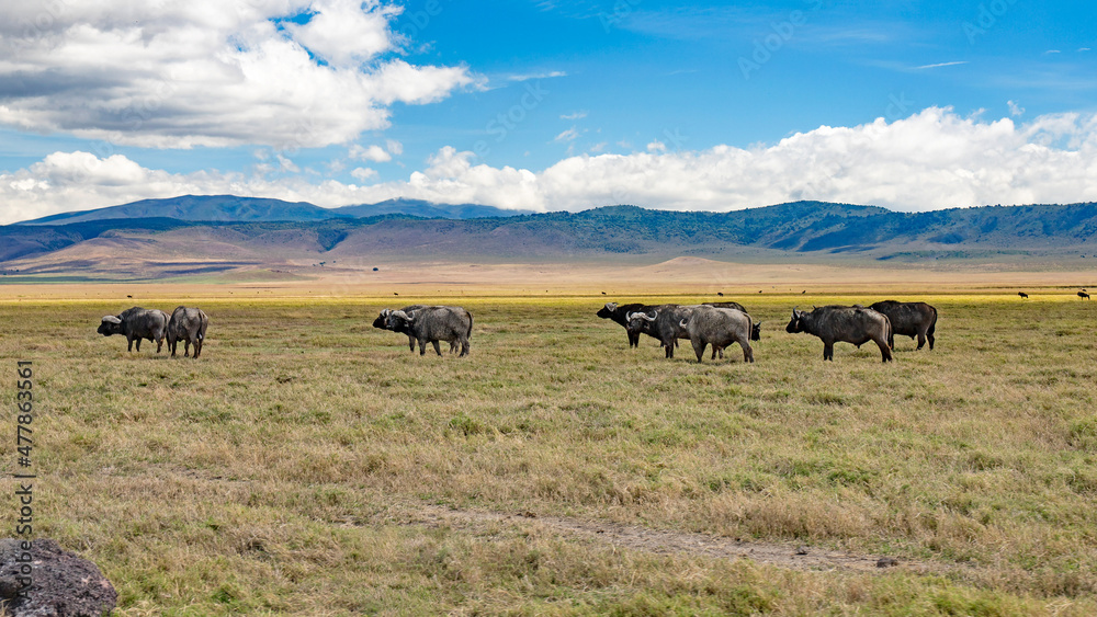 wild tanzanian animals in ngorongoro africa