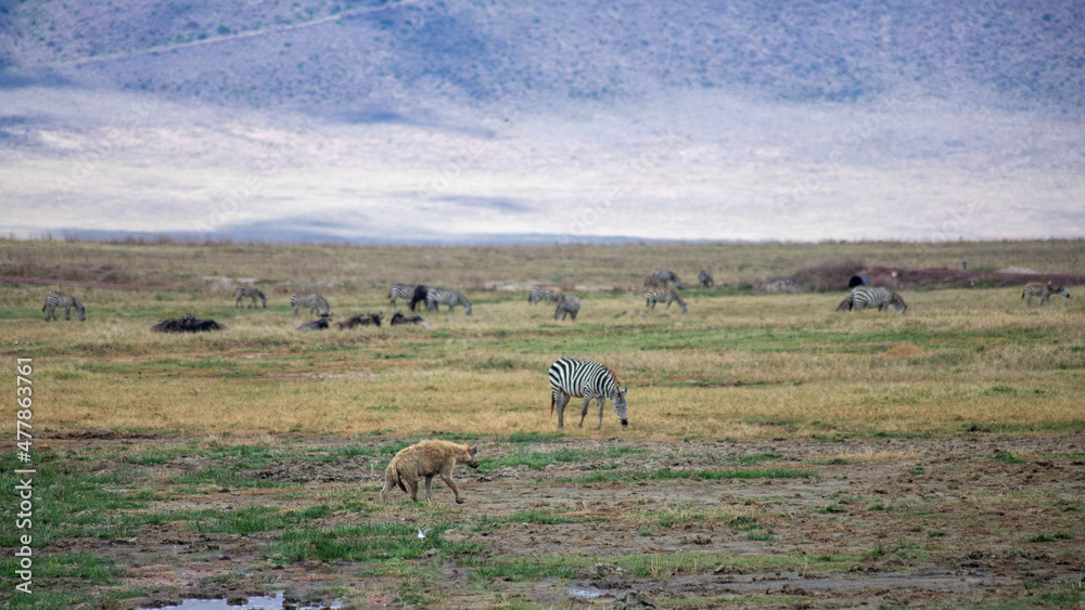 wild tanzanian animals in ngorongoro africa