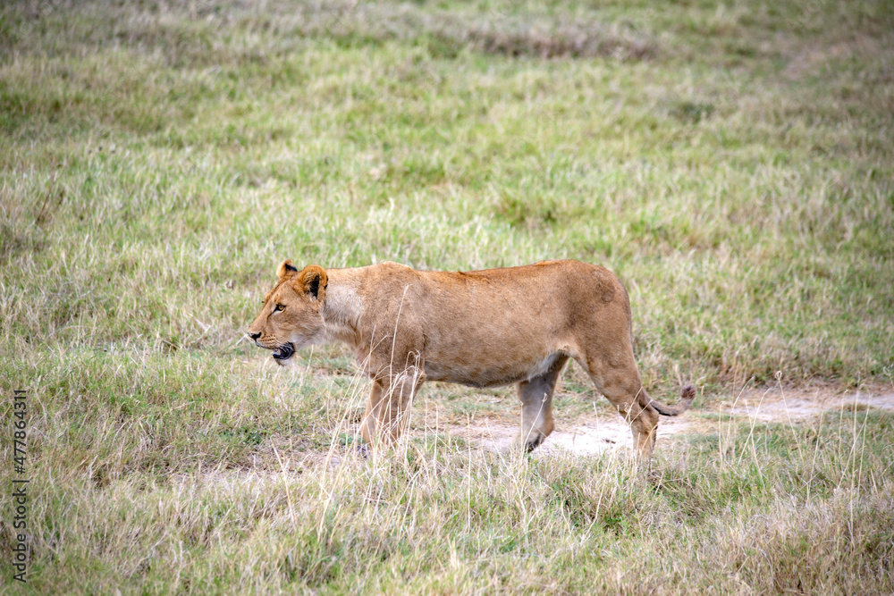 wildlife and animals in tanzania safari ngorongoro wildlife and animals in tanzania safari ngorongoro