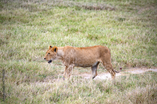 wildlife and animals in tanzania safari ngorongoro