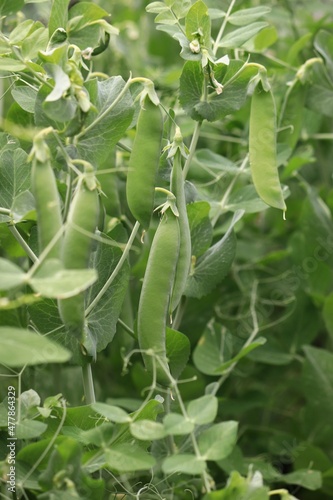 Pods of ripe green peas. Green background.